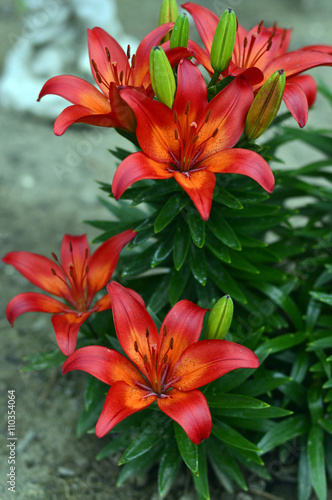 Beautiful Tiger Lily © Ennira