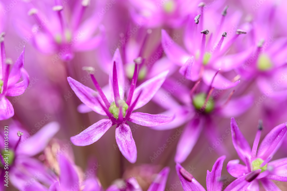 Purple Allium Flowers Close Up Purple Allium Flowers Close Up