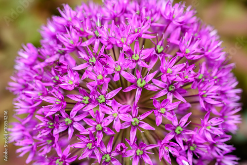 Purple Allium Flowers Close Up