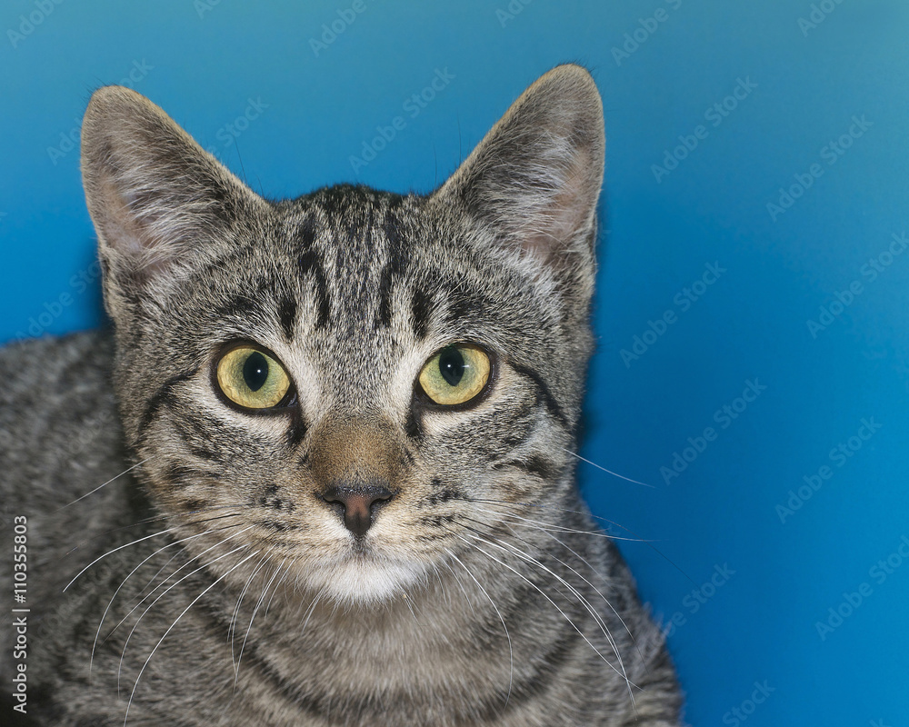 Portrait of a gray and tan tabby on blue textured background.