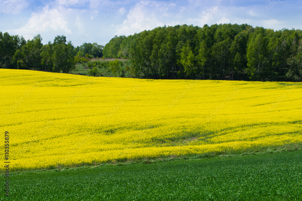 Spring yellow rape field