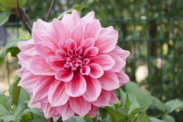 Keuken achterwand Dahlia Dahlia met fijne bloemstructuur  © elena_foto