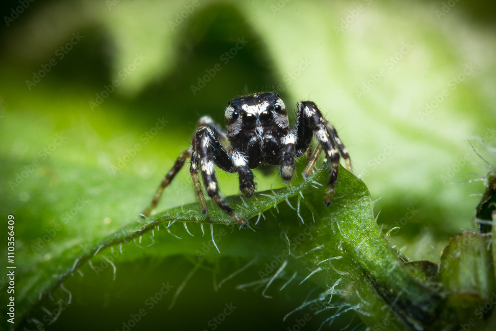 Fototapeta premium Jumping Spider Macro