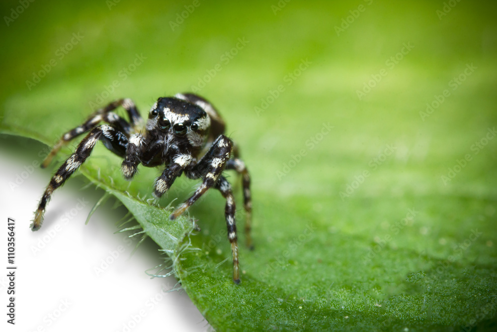 Fototapeta premium Jumping Spider Macro