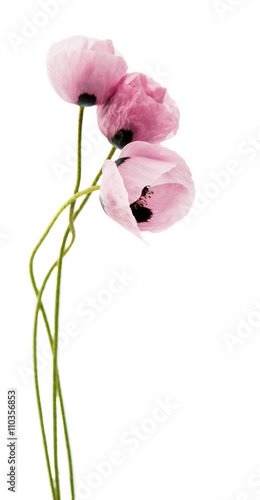 Fototapeta Naklejka Na Ścianę i Meble -  purple poppy