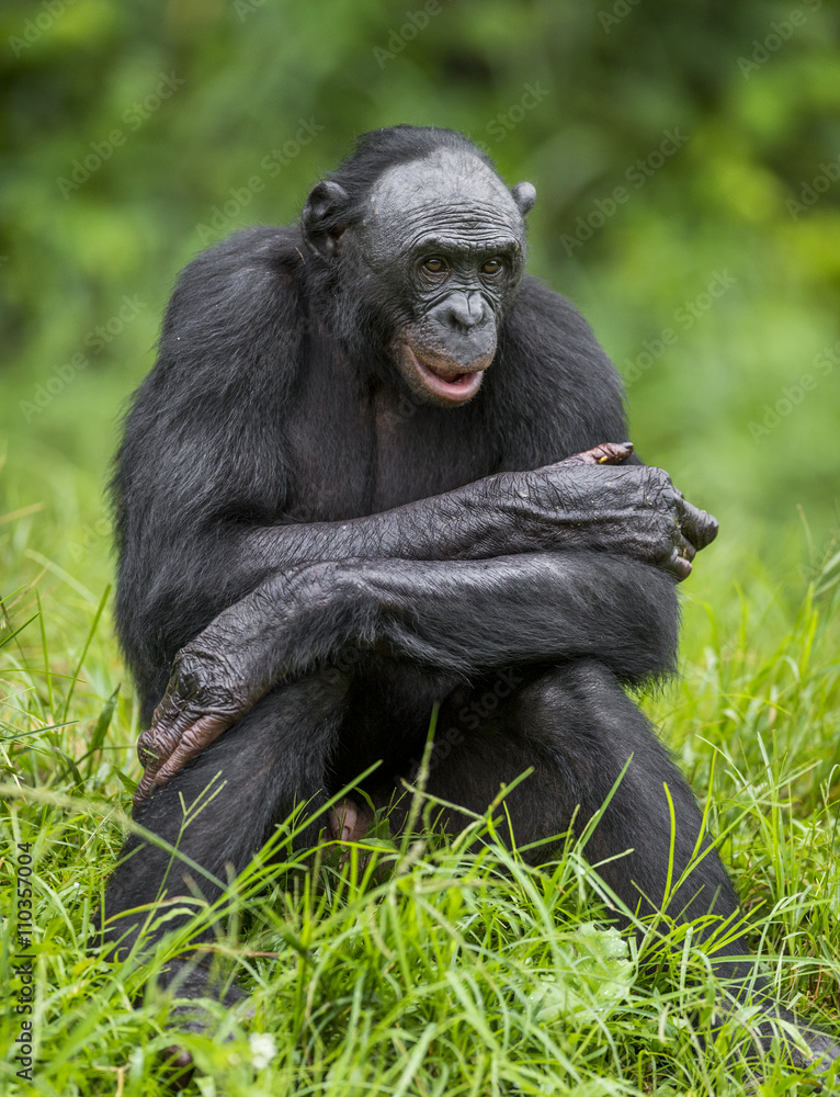 The close up portrait of Bonobo (Pan Paniscus) on the green natural background. The close up portrait of Bonobo (Pan Paniscus) on the green natural background.