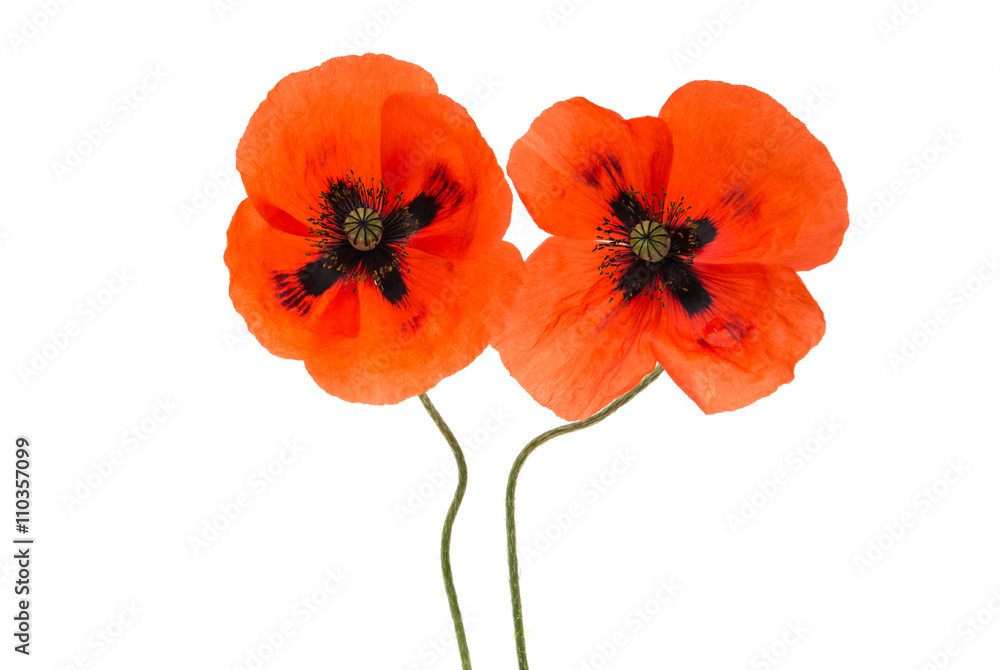 Obraz premium czerwony mak na białym tle