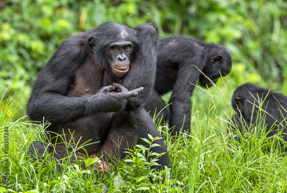 Bonobos (Pan Paniscus) on green natural background. Bonobos (Pan Paniscus) on green natural background.