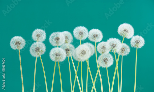 dandelion flower on green color background, many closeup object