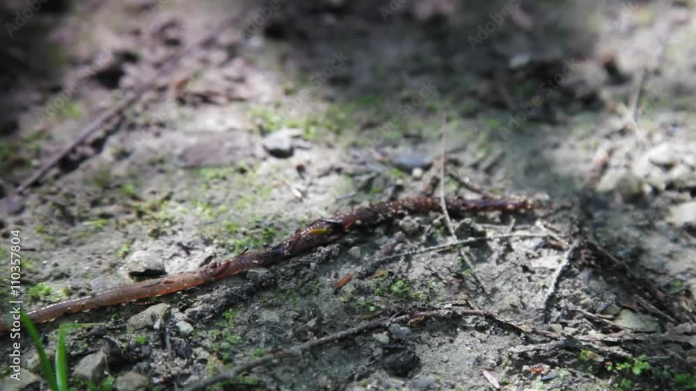 Directly above shot of earthworm crawling on field Directly above shot of earthworm crawling on field
