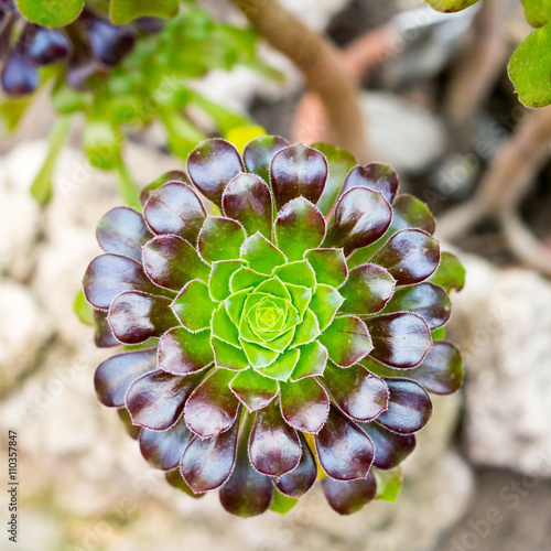 Aeonium plant of the family Crassulaceae photo