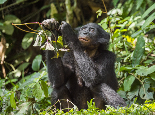 The close up portrait of eating juvenile Bonobo in natural habitat. Green natural background.
