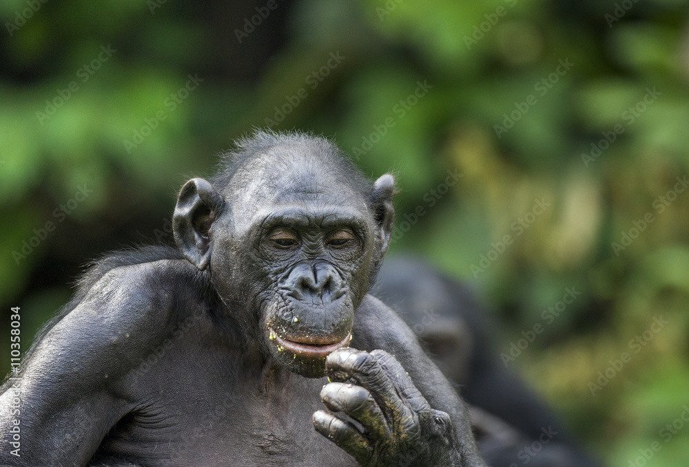 Naklejka premium Bonobos (Pan Paniscus) on green natural background.