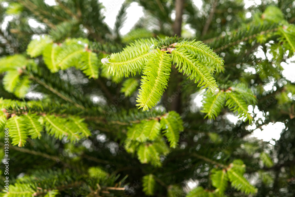 Background of Christmas tree branches Background of Christmas tree branches