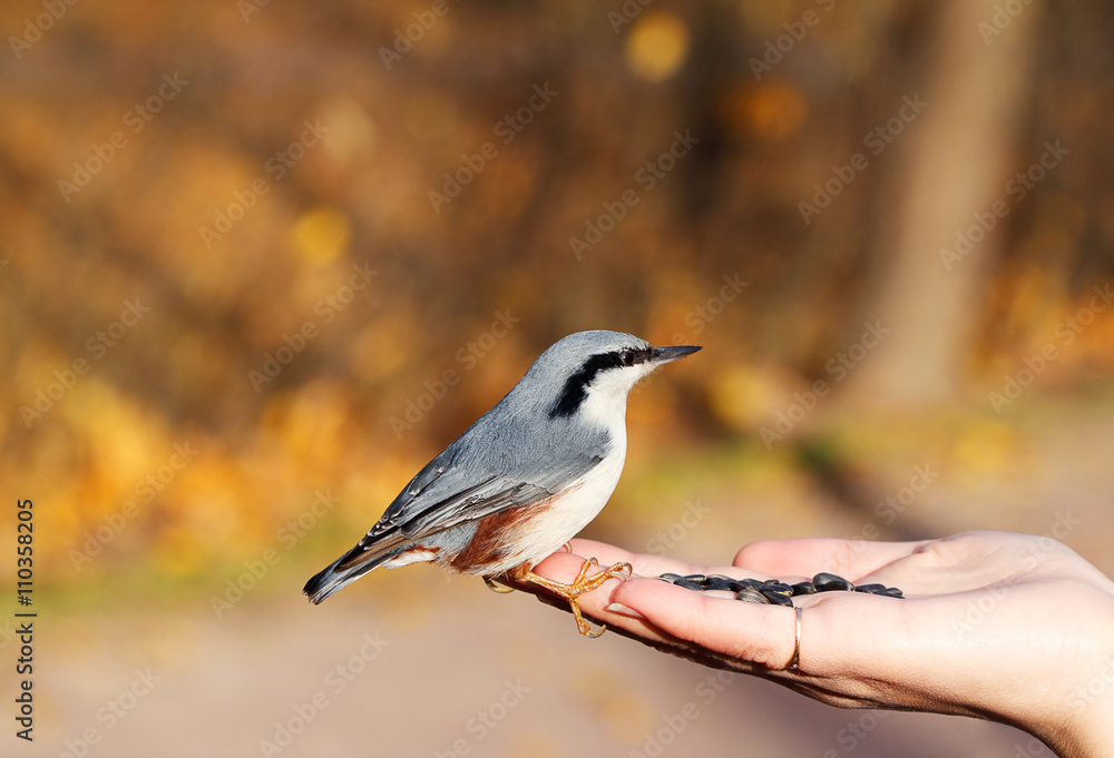 Obraz premium bird on the hand