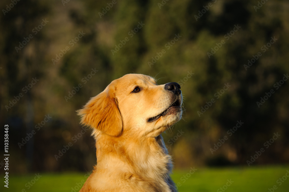 Young Golden Retriever dog at grass park with trees