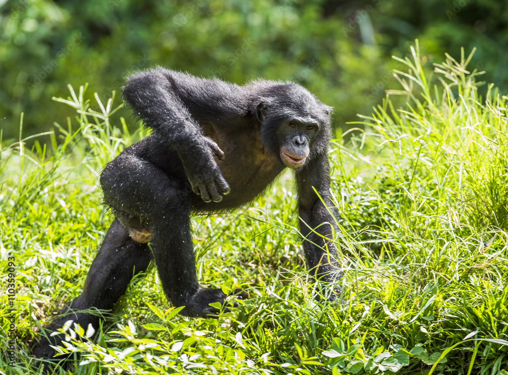 Naklejka premium Running male Bonobo in natural habitat. Green natural background. The Bonobo ( Pan paniscus)
