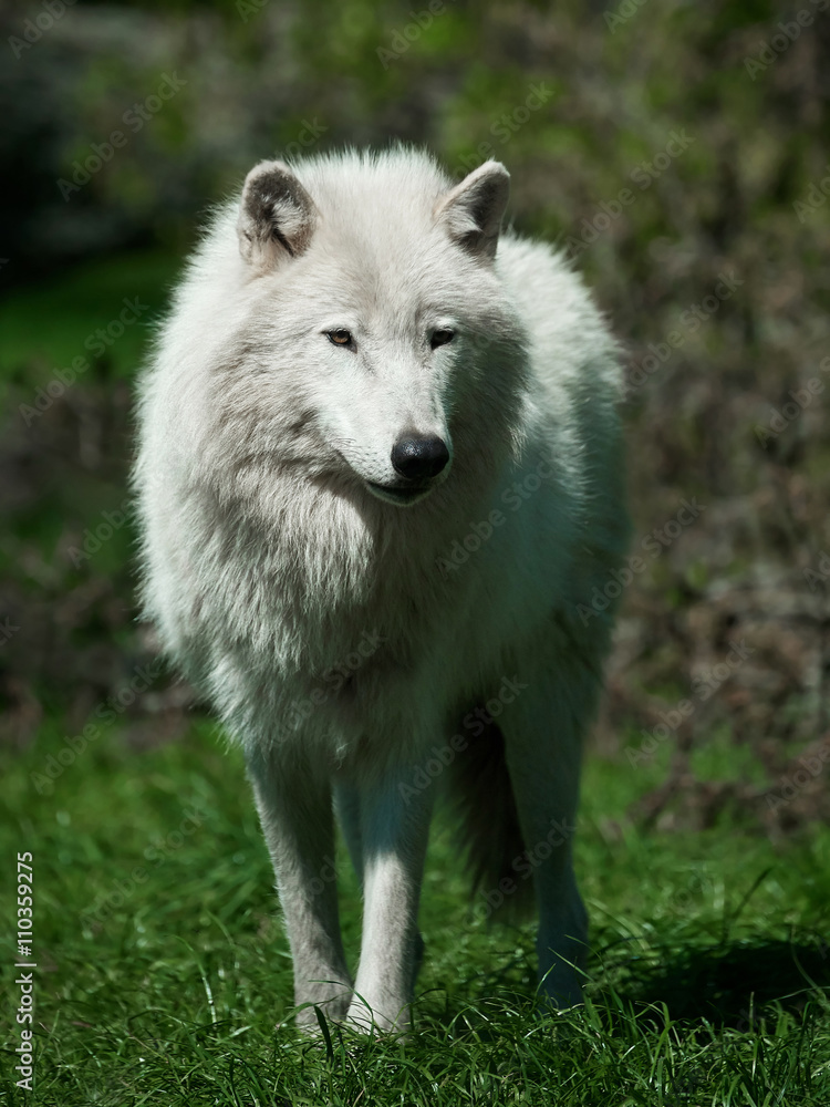 Arctic wolf (Canis lupus arctos) Arctic wolf (Canis lupus arctos)