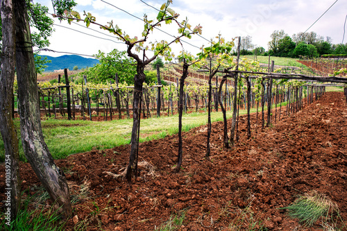 vineyards in slovenian hills in spring time photo