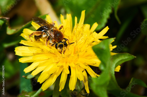 A bee sits on a yellow dandelion