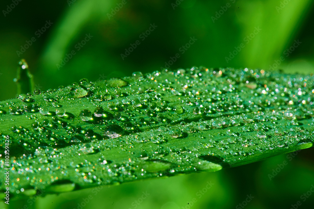 Macro photo of water drops on a green grass Macro photo of water drops on a green grass