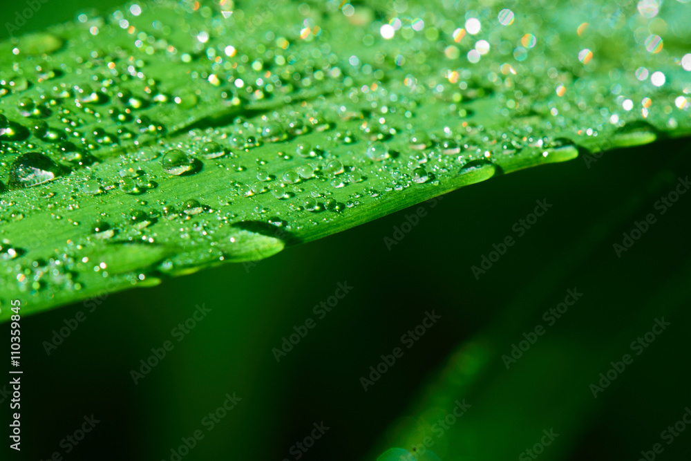 Macro photo of water drops on a green grass Macro photo of water drops on a green grass