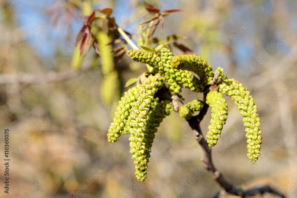 Flowers of a walnut. Flowers of a walnut.