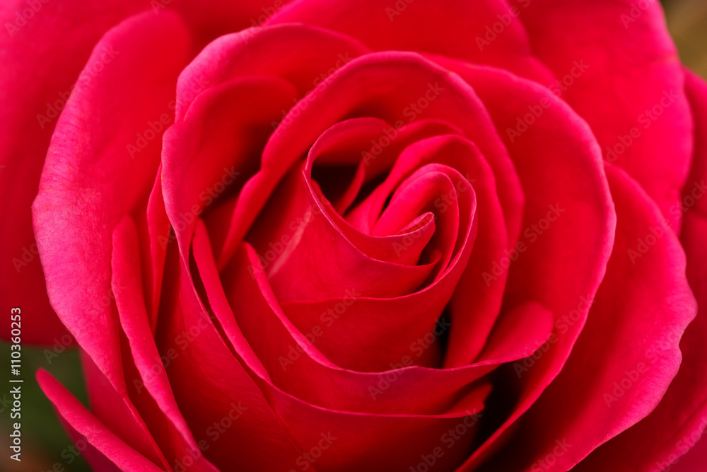 red rose closeup red rose closeup