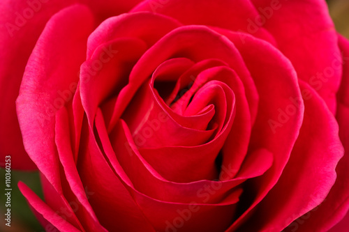 red rose closeup