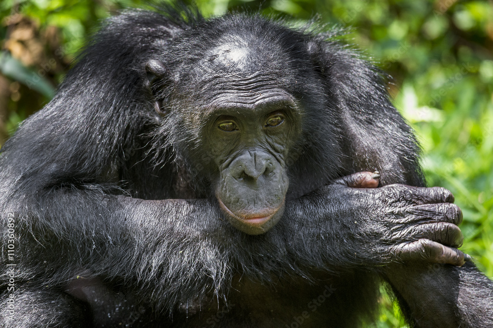 Close up Portrait Adult male Bonobos (Pan Paniscus) on green natural background. Close up Portrait Adult male Bonobos (Pan Paniscus) on green natural background.
