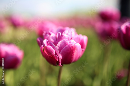 Purple tulips in garden