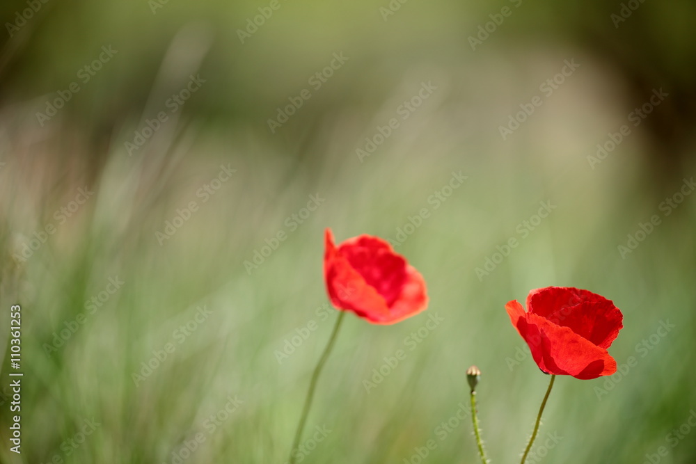 Poppy in the field.
