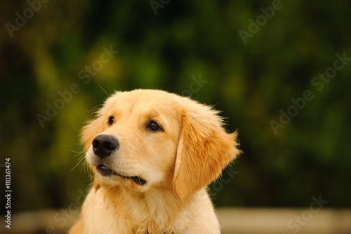 Head shot of Golden Retriever puppy against green trees
