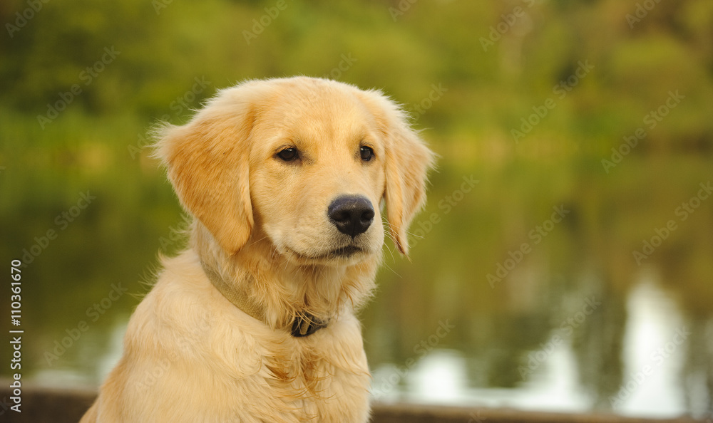 Portrait of Golden Retriever puppy in front of lake Portrait of Golden Retriever puppy in front of lake