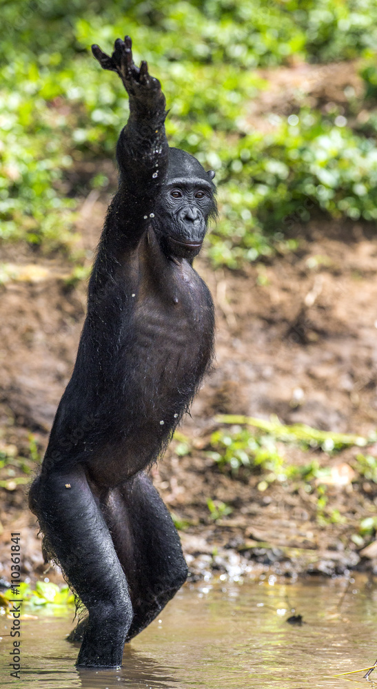 Chimpanzee Bonobo standing on her legs and hand up. at a short distance,  close up. The Bonobo ( Pan paniscus), called the pygmy chimpanzee. Stock  Photo | Adobe Stock