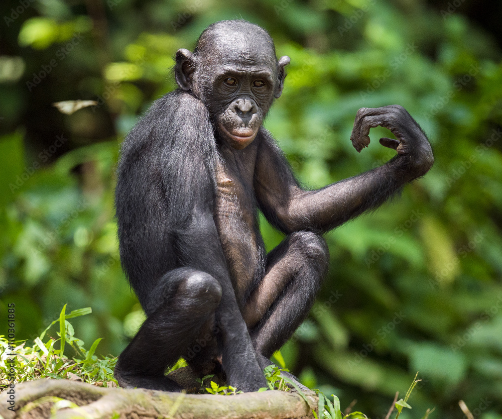 Naklejka premium Bonobos (Pan Paniscus) on green natural background.