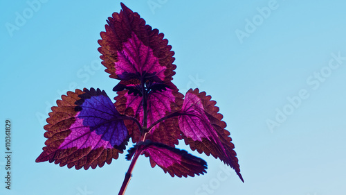 Plectranthus scutellarioides, coleus also called painted nettle on blue sky photo