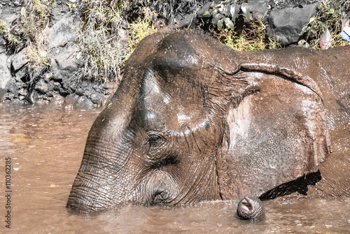 Elephant bath photo