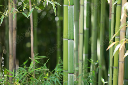 Bamboo forest, trunks and leaves. Only one trunk of a bamboo in focus, the others are blurry.
