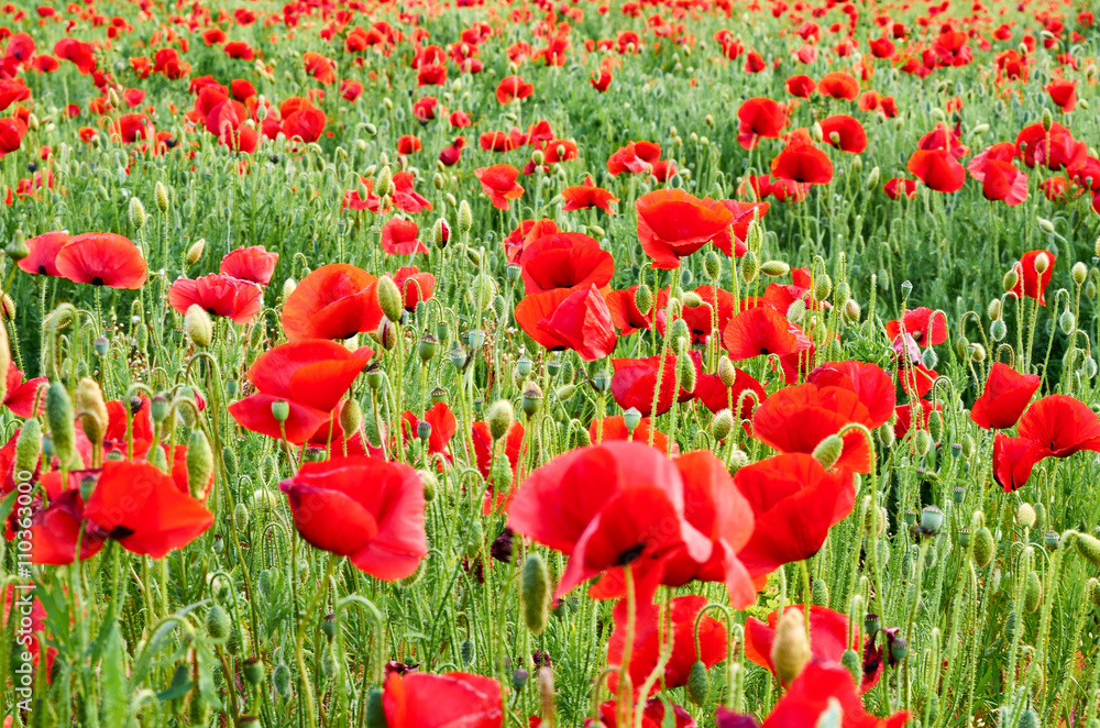 Obraz premium Poppy field