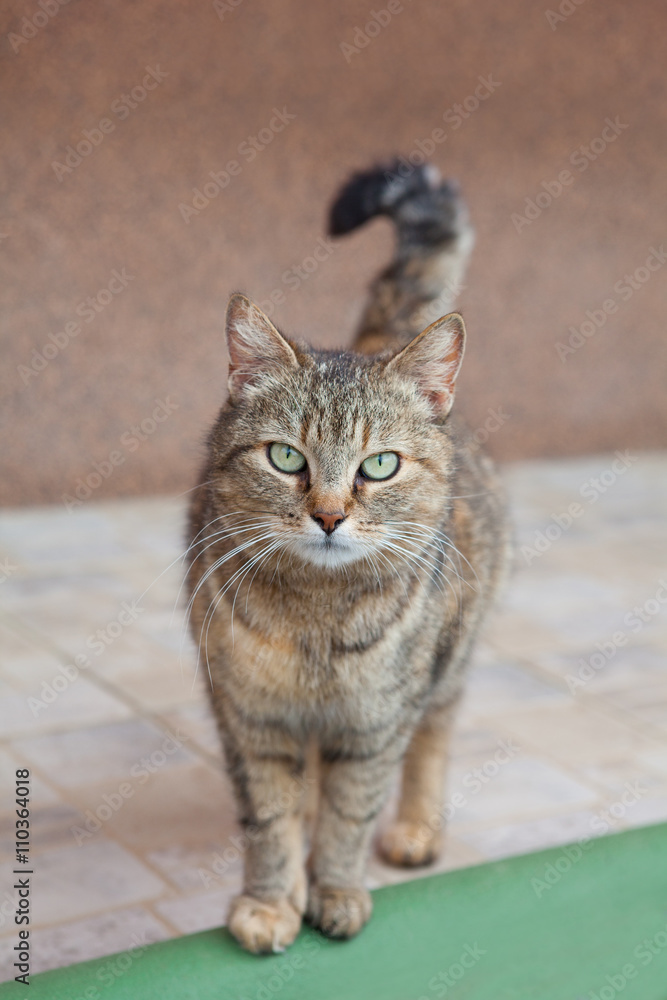 Obraz premium Gray cat with beautiful green eyes