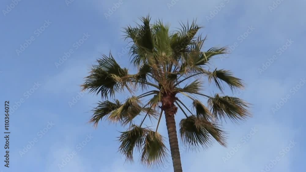 Top Of Palm Tree Swaying In Breeze Blue Sky
Top Of Palm Tree Swaying In Breeze Blue Sky