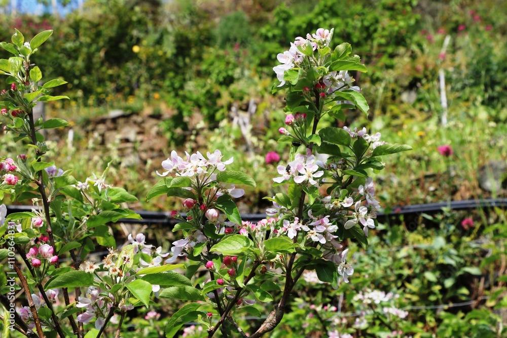 Blooming apple tree in spring