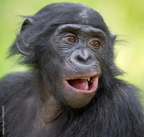 The close up portrait of Bonobo (Pan Paniscus) on the green natural background.