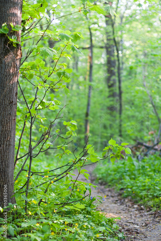 Forest landscape, branches in the woods near the trail.