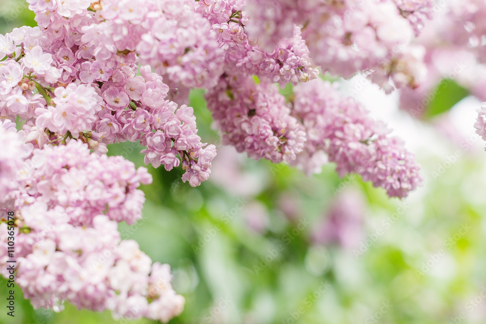 pink lilac flowers