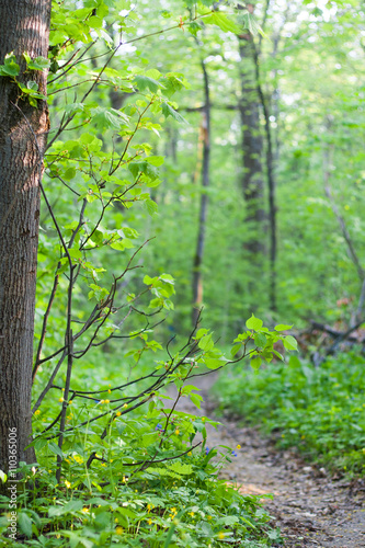 Forest landscape, branches in the woods near the trail.