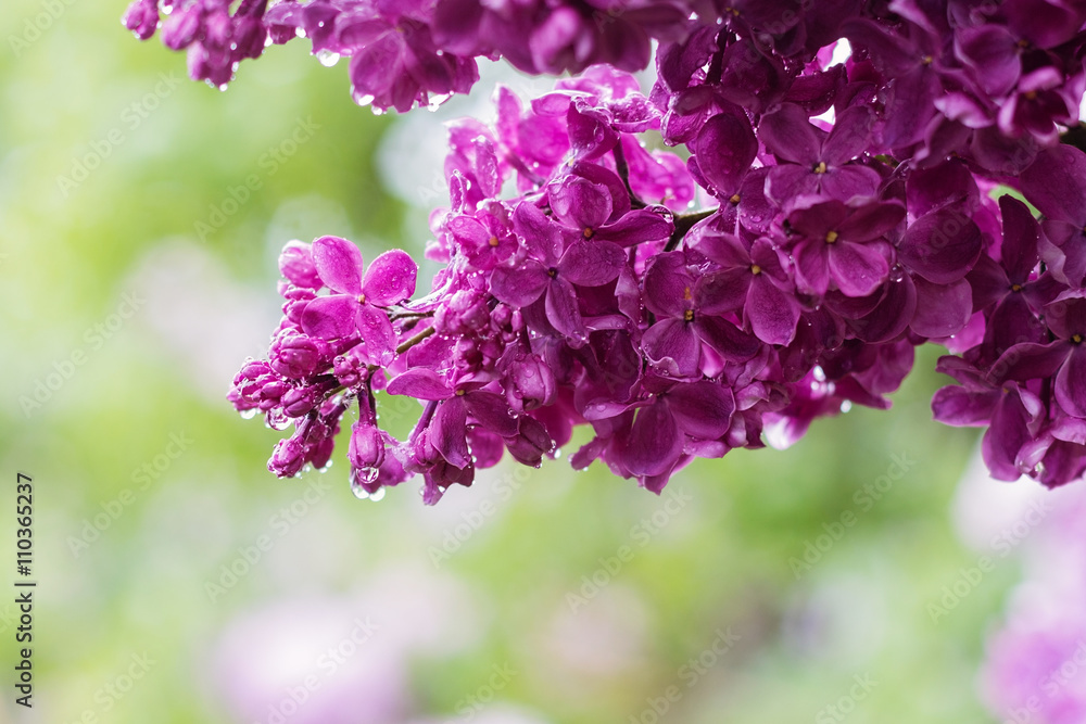 Fototapeta premium Lilac flowers after rain