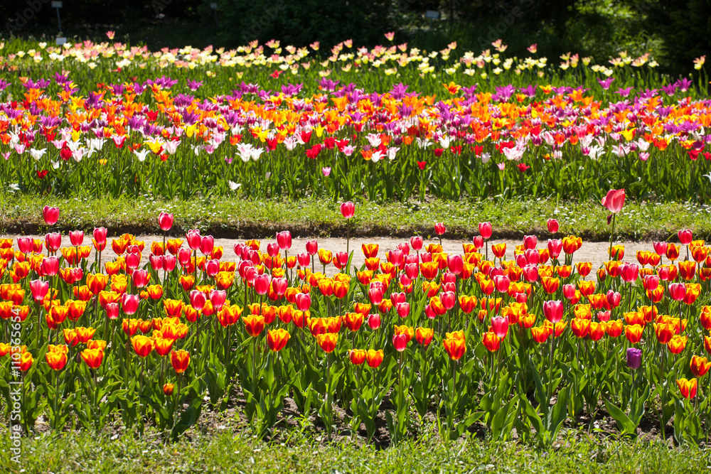 Mixed tulips in beds