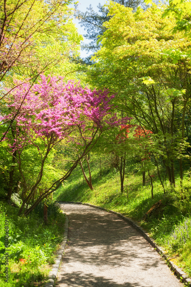 Obraz premium Botanical garden pathway